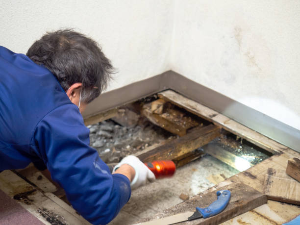 Mold Removal and Inspection in Taft, TX