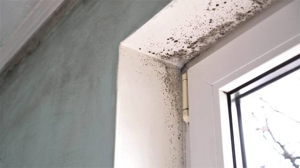 Best Residential Mold Removal  in Taft, TX