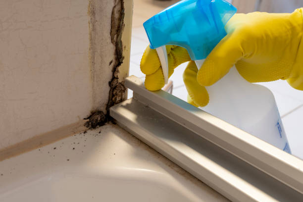 Best Residential Mold Removal  in Taft, TX