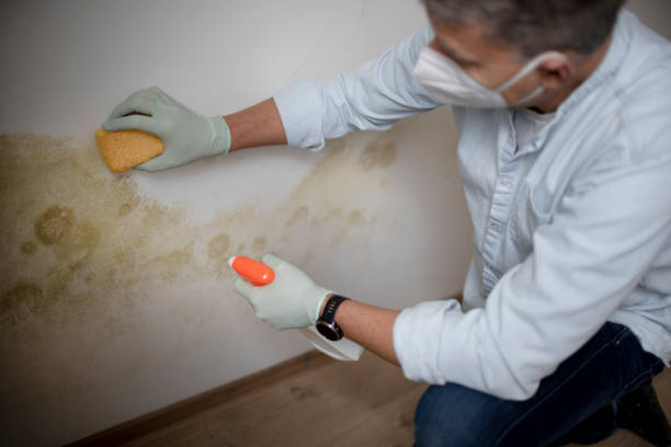 Best Emergency Mold Removal  in Taft, TX
