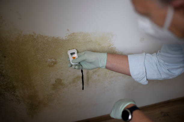 Best Mold Damage Repair  in Taft, TX