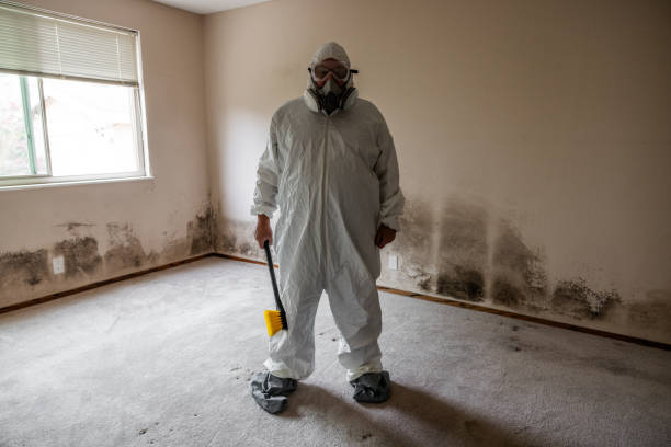 Best Attic Mold Removal  in Taft, TX