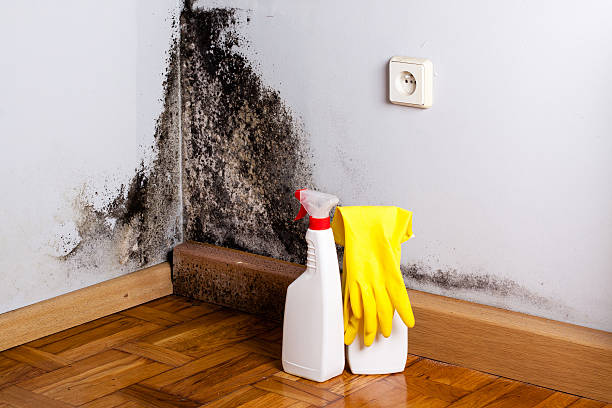 Best Toxic Mold Removal  in Taft, TX