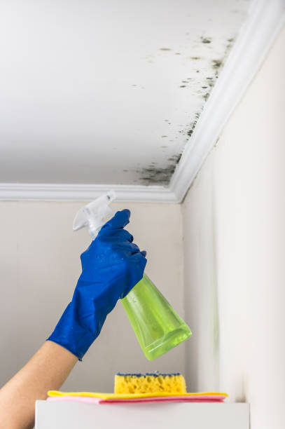 Best Black Mold Removal  in Taft, TX